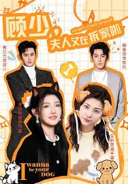 顾少，夫人又在拆家啦